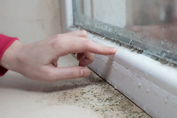 Best Comprehensive Air Testing for Mold Contaminants  in Walker, MI